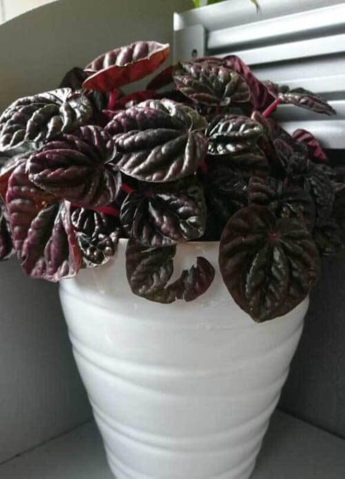 Black-Peperomia-caperata-plants