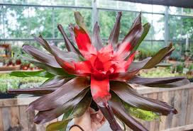 Bromeliad -Red colored indoor plants