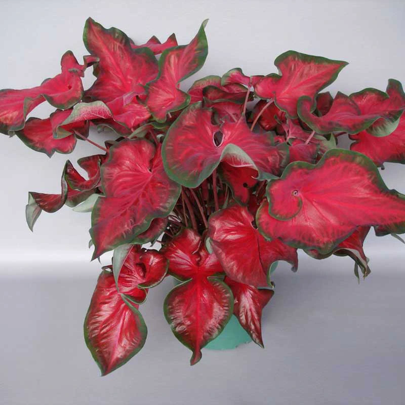 Red Caladium plants