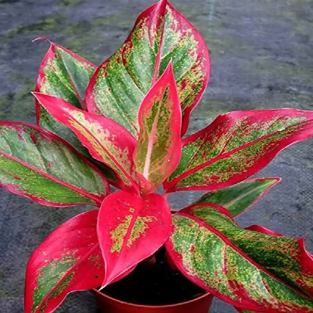 Chinese Evergreen plants