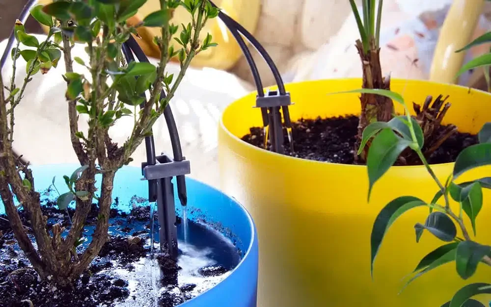 watering system for pots