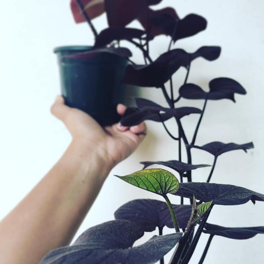 conclusion of Black Indoor Plants