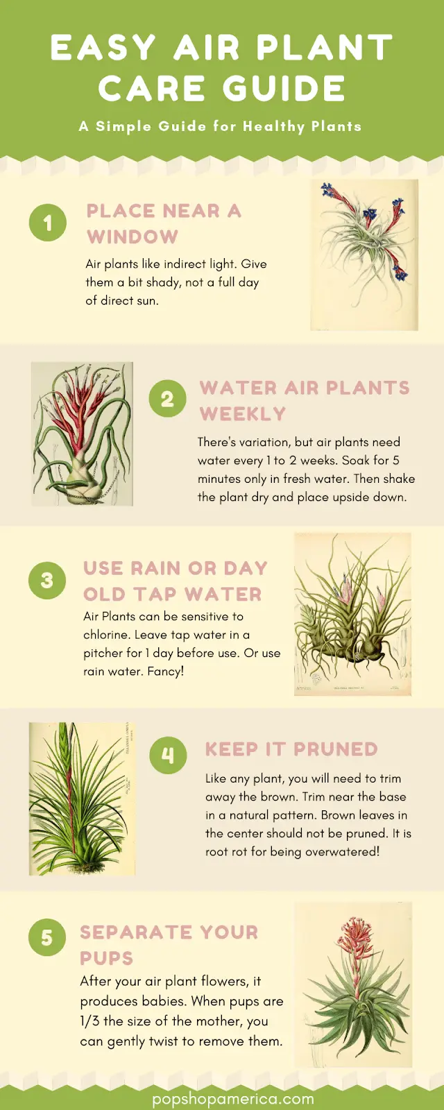 Air plant care Guide