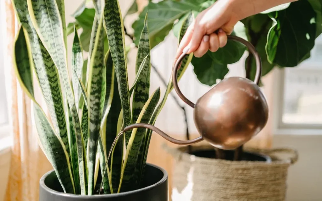 Ensuring Proper Plant Hydration