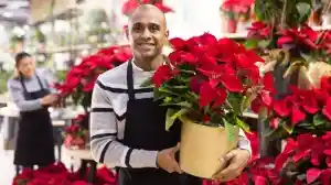 Red colored indoor plants