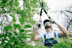 Best tree Loppers