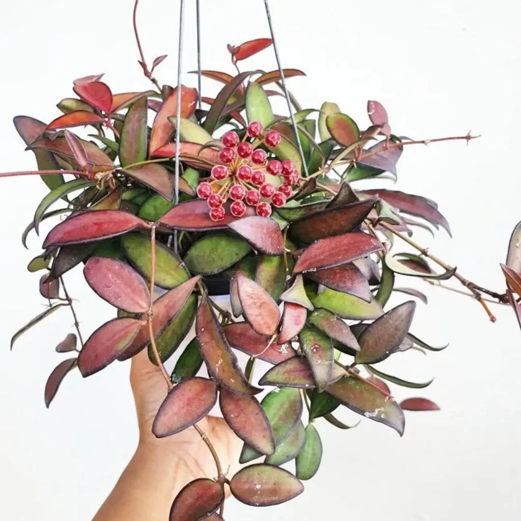 Hoya Rosita Red colored indoor plants