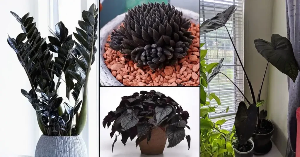 Black indoor plants