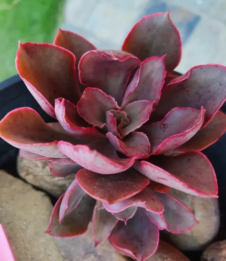 Painted Echeveria plants