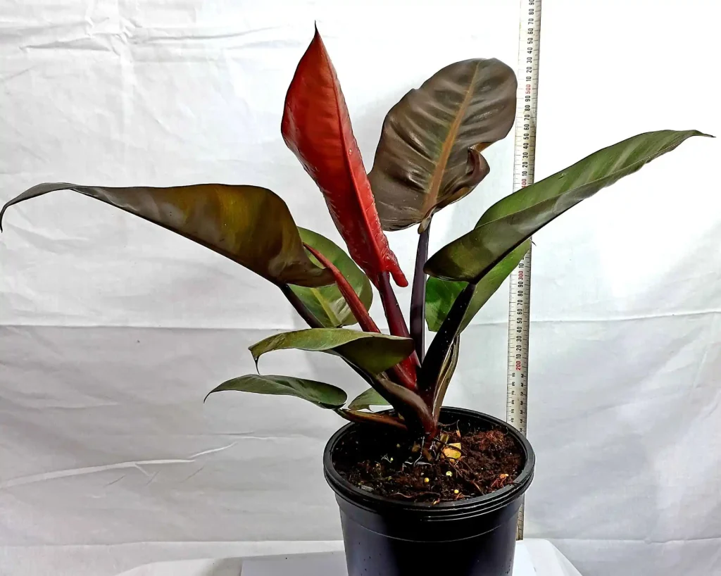 Philodendron 'Moonlight' Red colored indoor plants