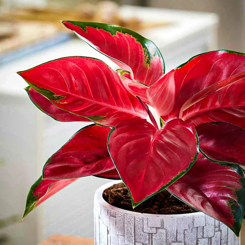 Red colored indoor plants-Red Aglaonema