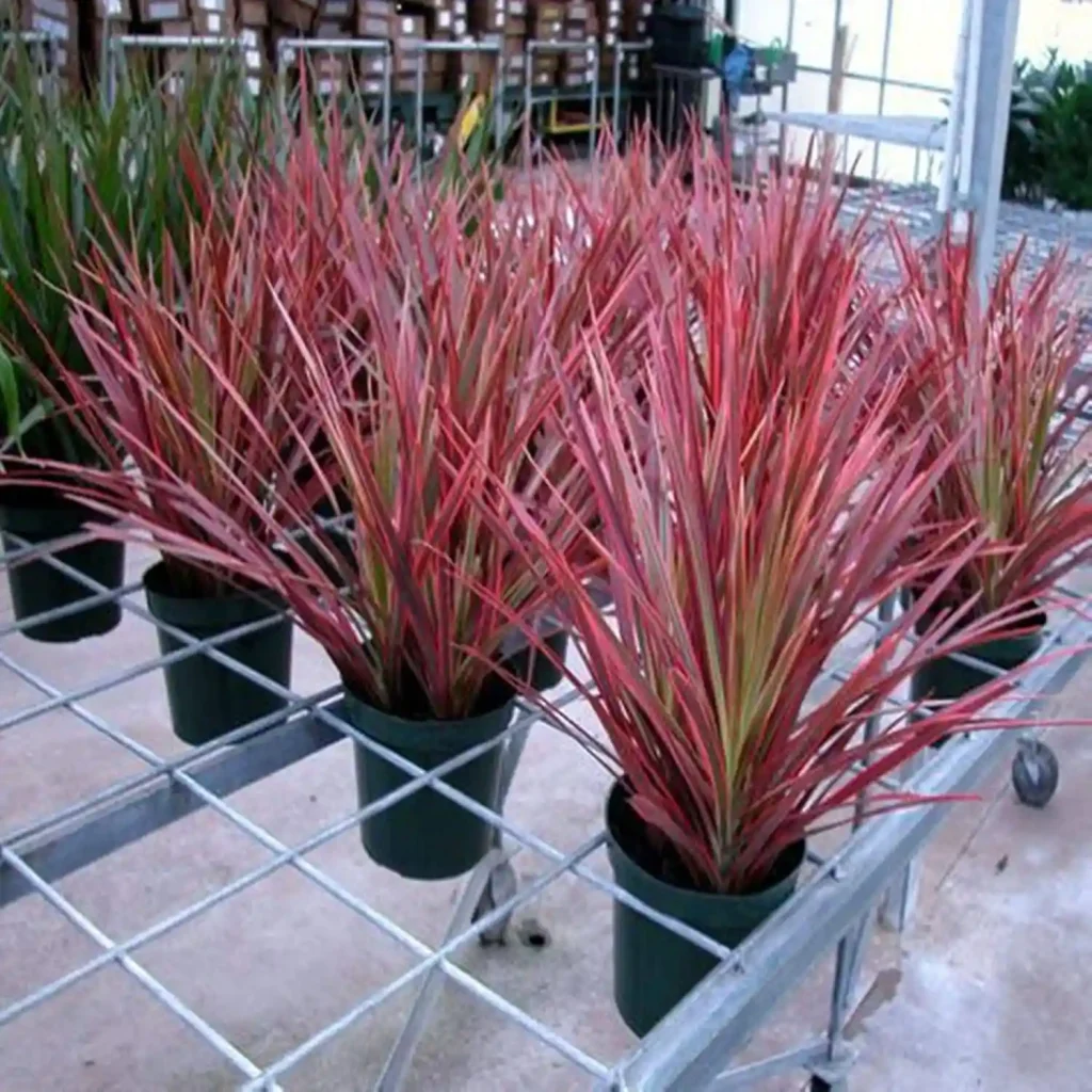 Edged Dracaena plants