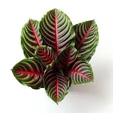 Red colored indoor plants -Red Veined Prayer Plant