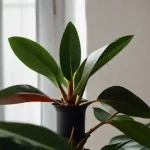 Rubber Plant Care