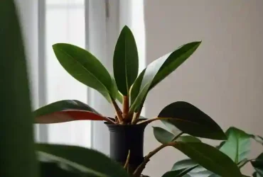 Rubber Plant Care