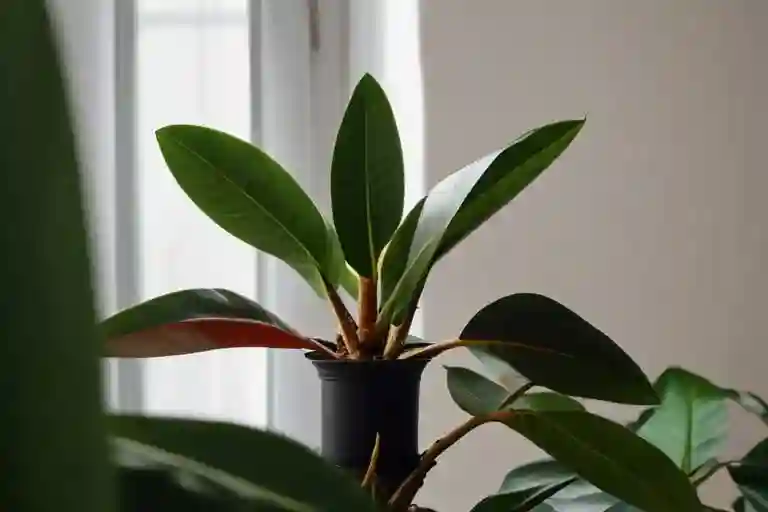 Rubber Plant Care