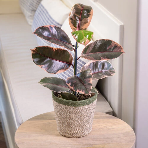 indoor plant with red flowers and green leaves Rubber Plant