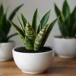 Snake Plant Care