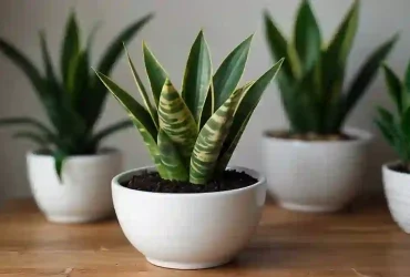 Snake Plant Care