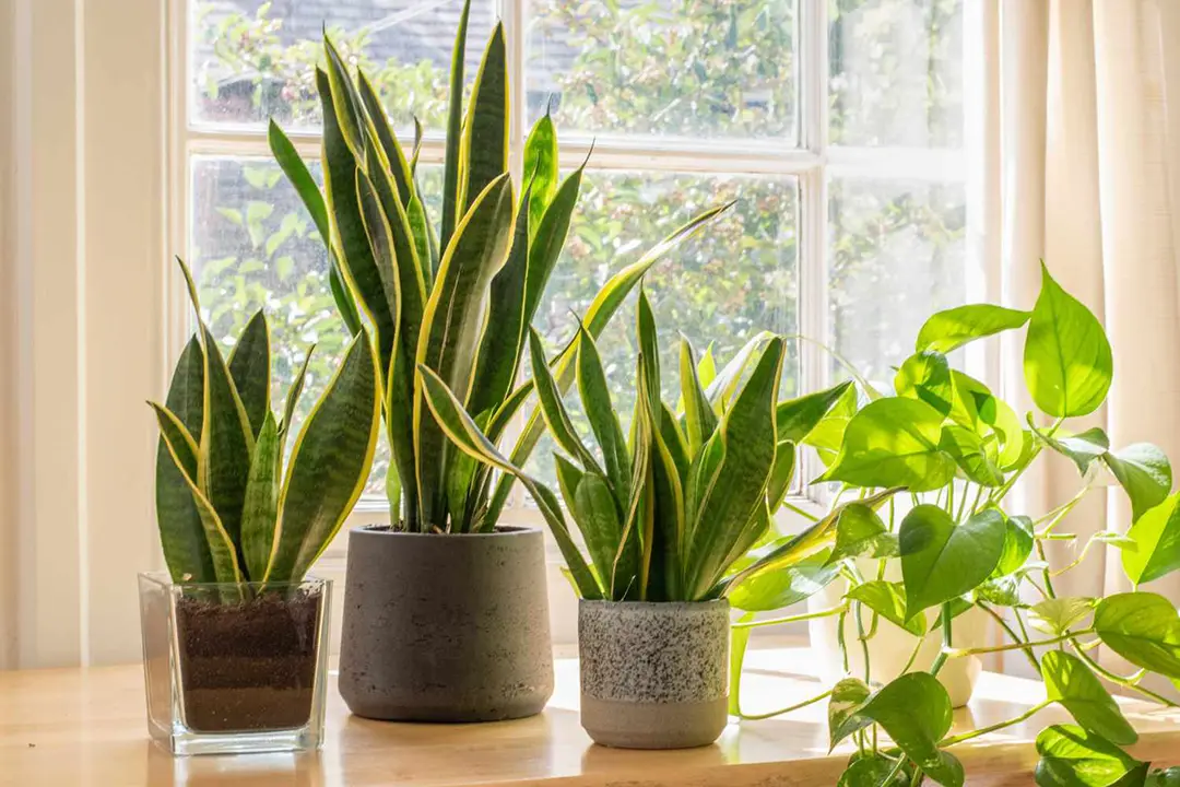 Snake plant care