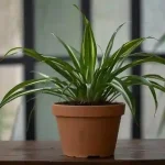 Spider Plant Care