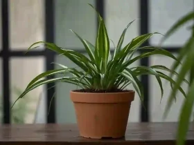 Spider Plant Care