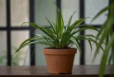 Spider Plant Care