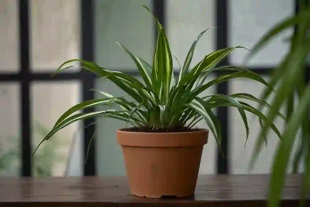 Spider Plant Care