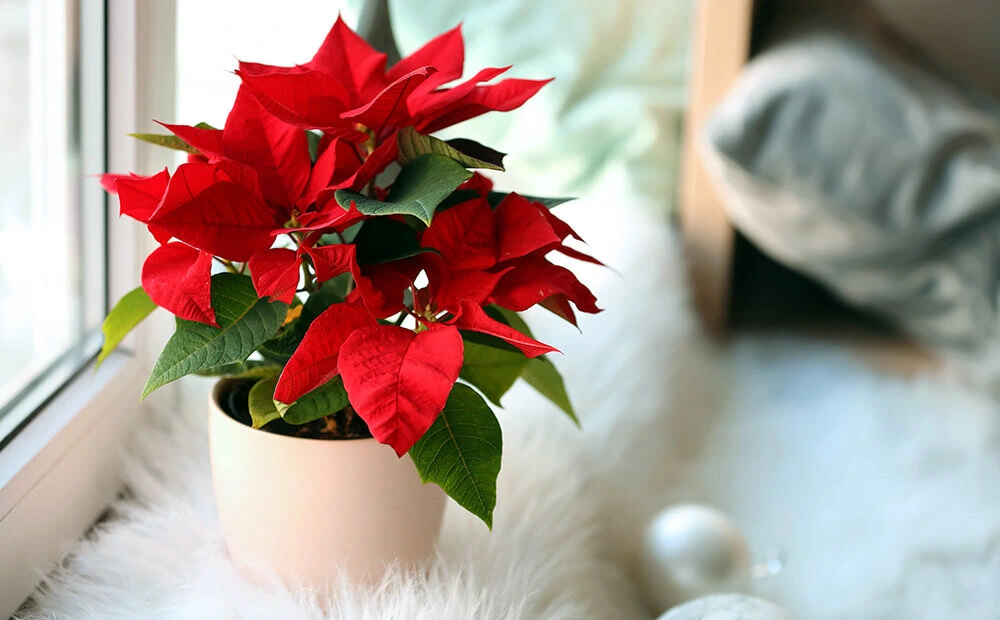 Red colored indoor plants