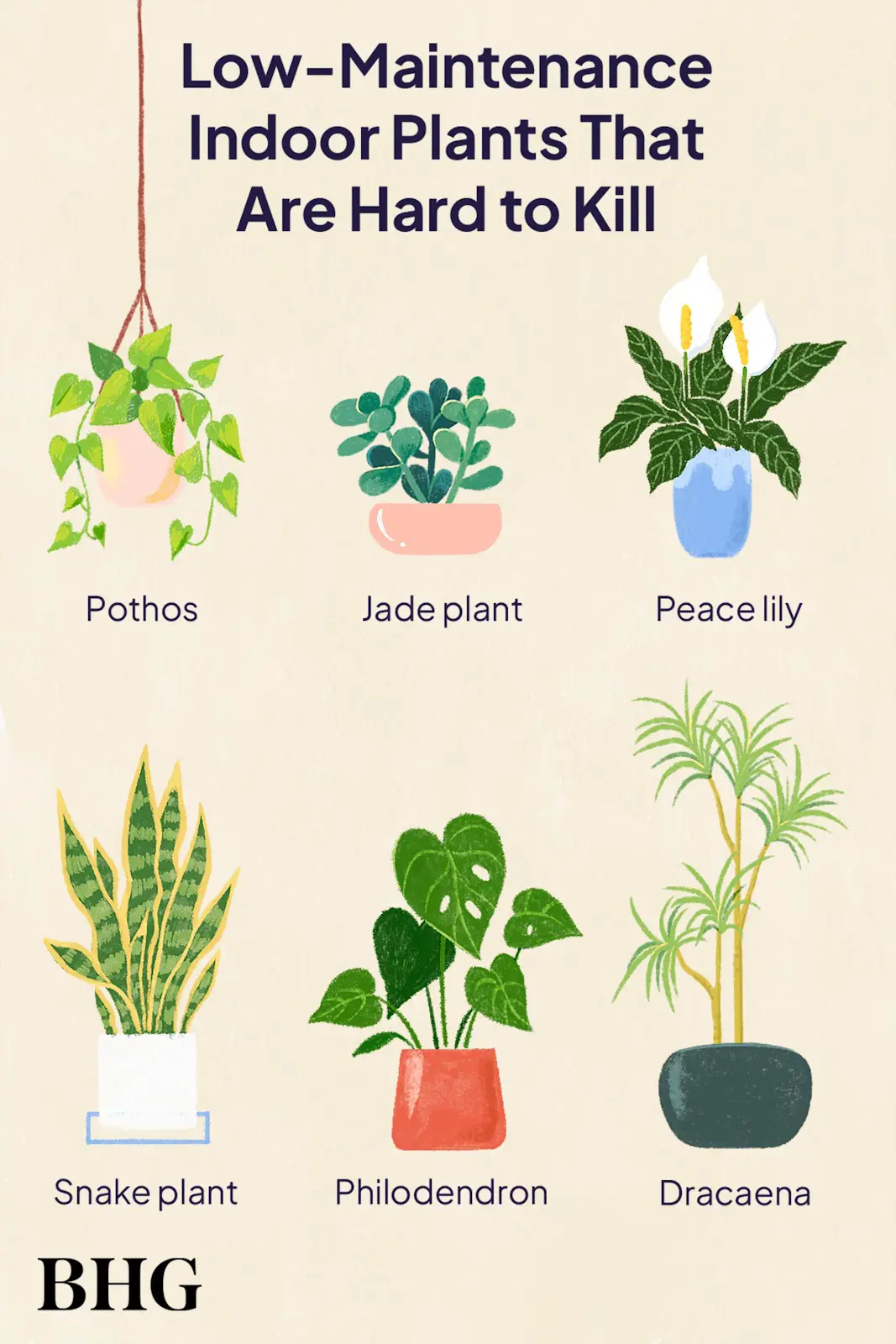 Snake plant care