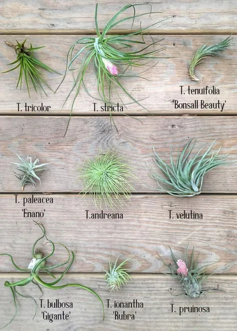 Air plant care