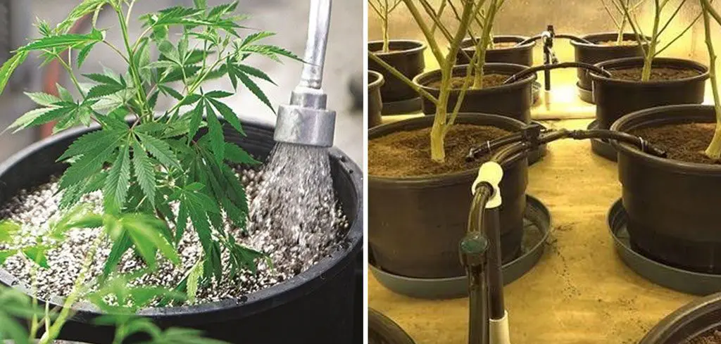 Auto watering systems for cannabis