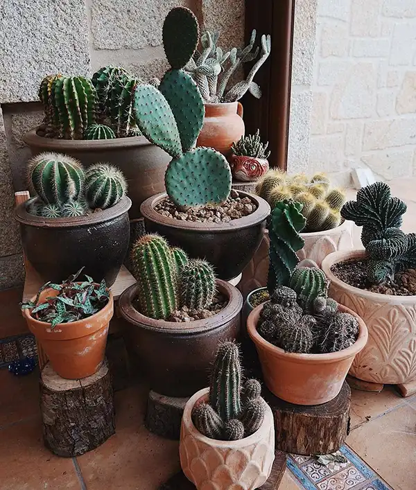 Terracotta pots