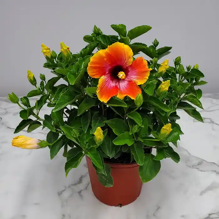 Tropical Hibiscus-Fiesta