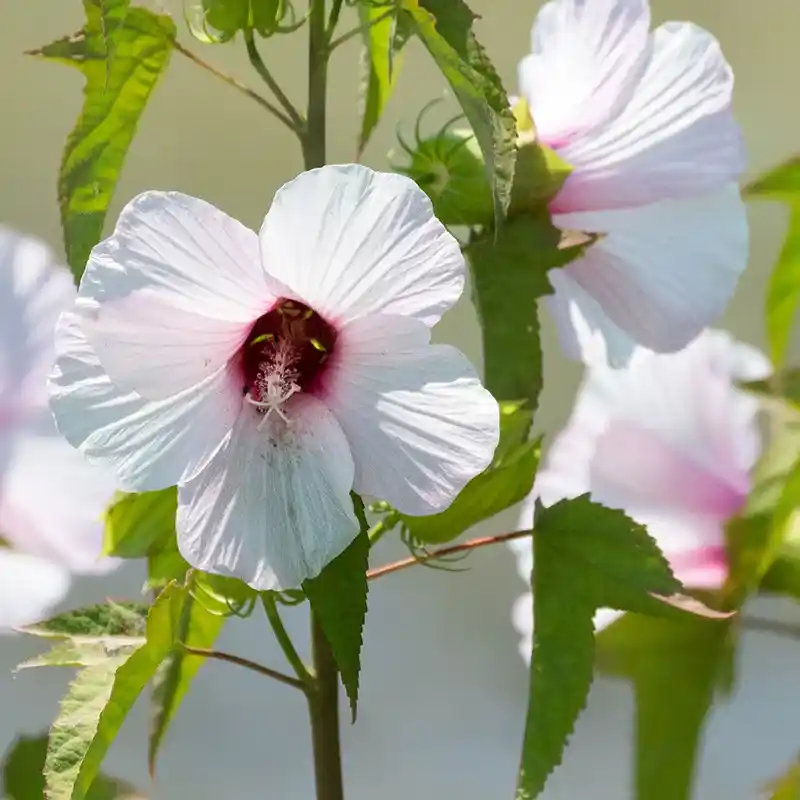 Hardy Hibiscus 