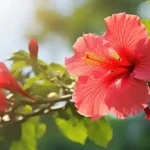 full grown braided hibiscus tree