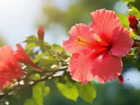 full grown braided hibiscus tree