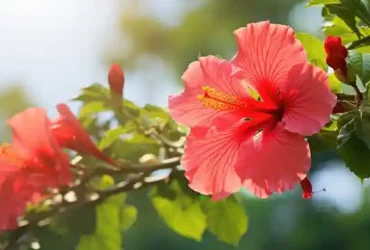 full grown braided hibiscus tree